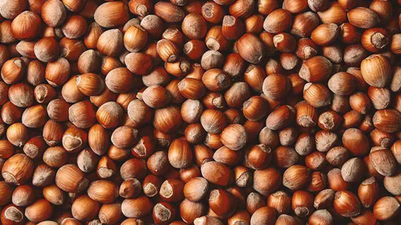 Güncel Fındık Fiyatları Ne Kadar? Rekor Üstüne Rekor Kırıyor!