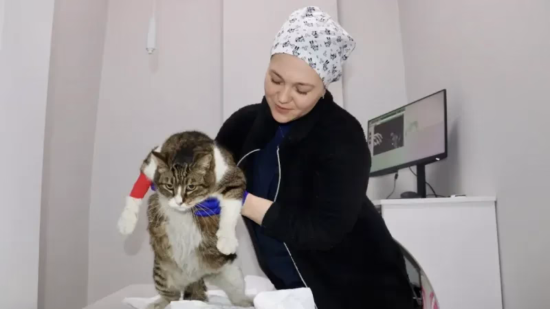 Trabzon’un Sevilen Kedisi Dombili, Aşırı Kilo Sorununa Karşı Savaş veriyor