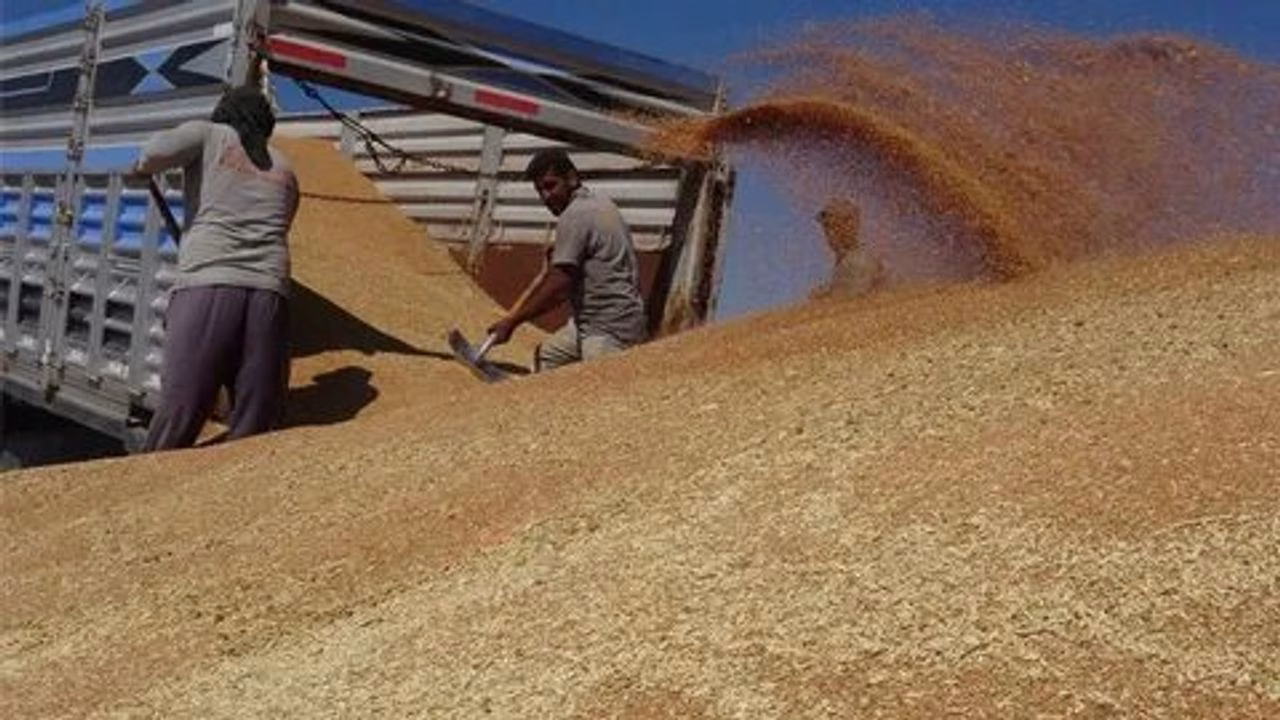 arpa ve misir fiyatlari zirveye ulasti iste guncel hububat fiyatlari.jpg