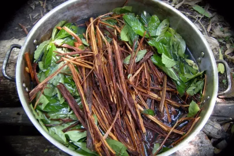 Gizemli Ölümün Ardındaki Sır: Ayahuasca Çayı ve Spiritüel Yolculuk
