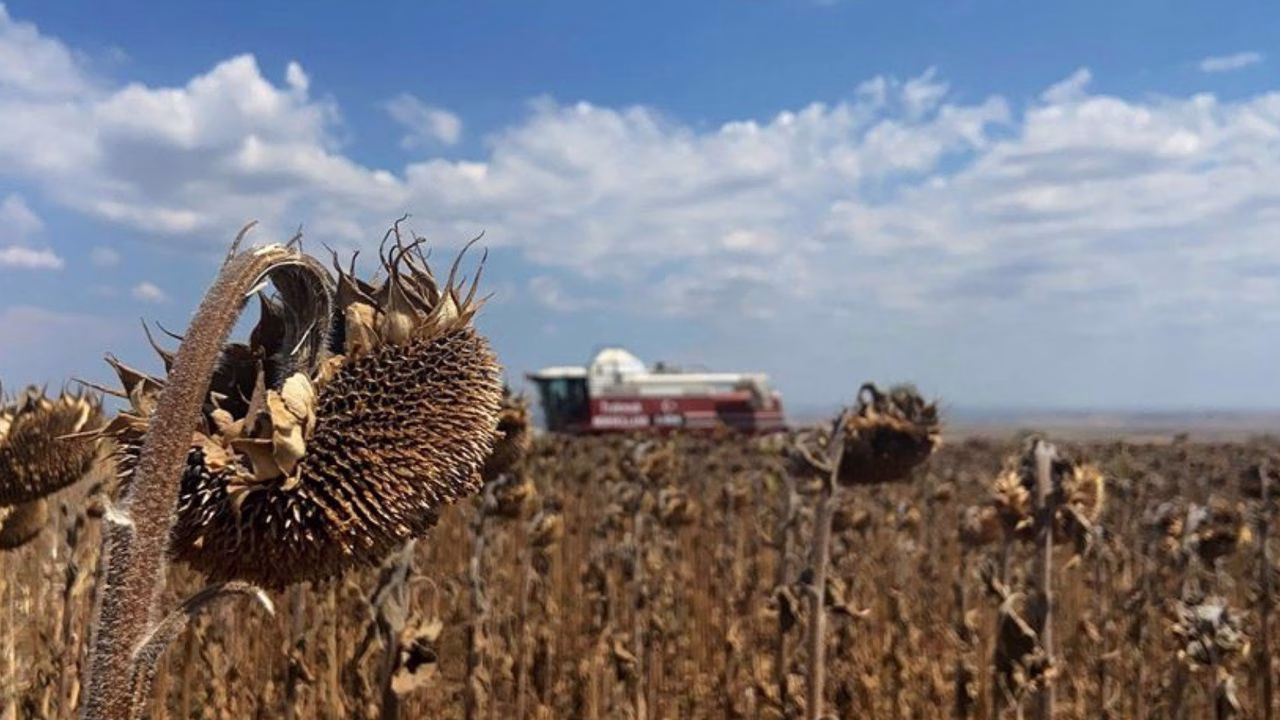 aycicegi tarlalari icin kritik karar ciftciler erken ekime yoneldi.jpg