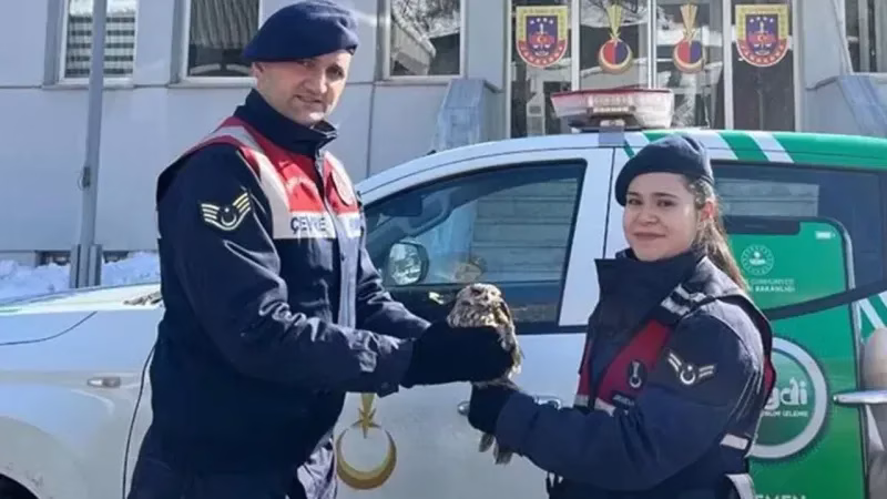 Artvin’de Jandarmanın Yaralı Baykuşa Dokunduğu Merhamet: Tedavi ve Serbest Bırakma