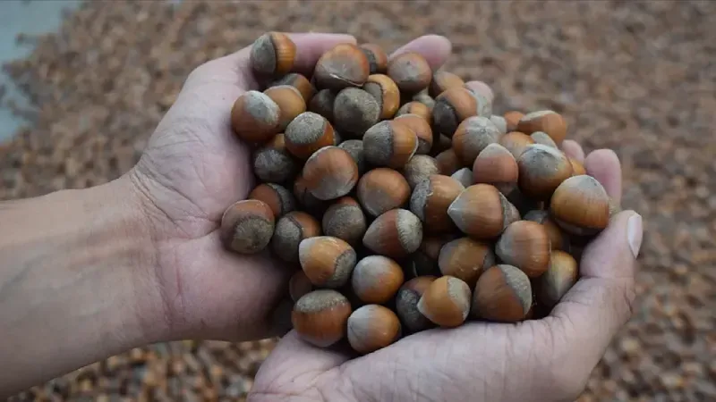 Fındıkta Verim İçin Doğru Gübreleme Şart