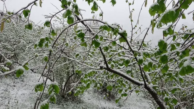 KAR FELAKETİ! FINDIK ÜRETİCİSİNİN KÂBUSU GERÇEK Mİ OLUYOR?