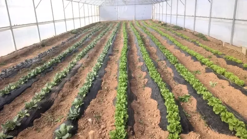 Çamoluk’ta Yeşil Devrim: Seradan Sofraya Yerel Lezzet Şöleni!