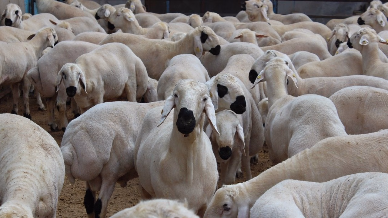 2025’in En Güncel Küçükbaş Hayvan Fiyatları: Koyun, Kuzu, Koç, Keçi ve Oğlak Fiyatlarını Öğrenin!