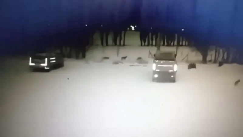 Bayburt’ta Kan Donduran Anlar! Kurtlar Şehre İndi, Köpek Katledildi!