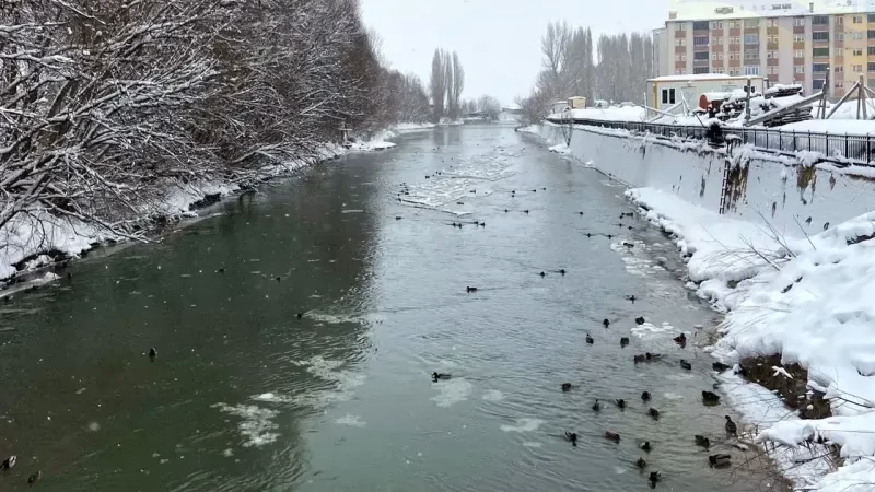 Bayburt’un Kış Güneşi: Sibirya’dan Göç Eden Yeşilbaşlı Ördekler