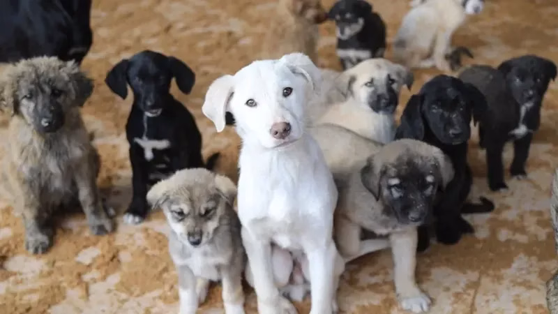 Köpek Terörü Türkiye’yi Sarsıyor: Sorumlular Yargılanacak mı?
