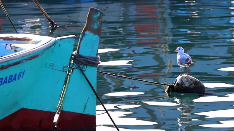 Faroz’un Gizemli Dünyası: Trabzon’un Tarihi ve Kültürel Mirasını Keşfedin