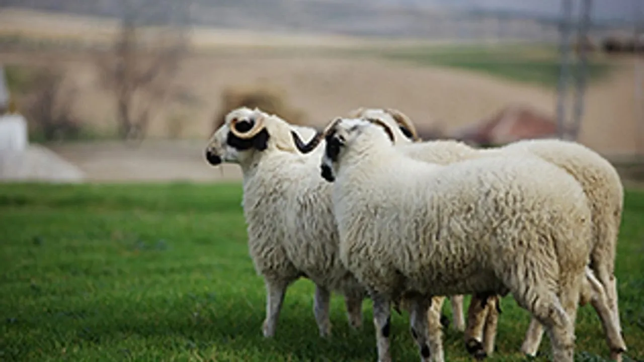 2025 kucukbas hayvan fiyatlari ne kadar.webp