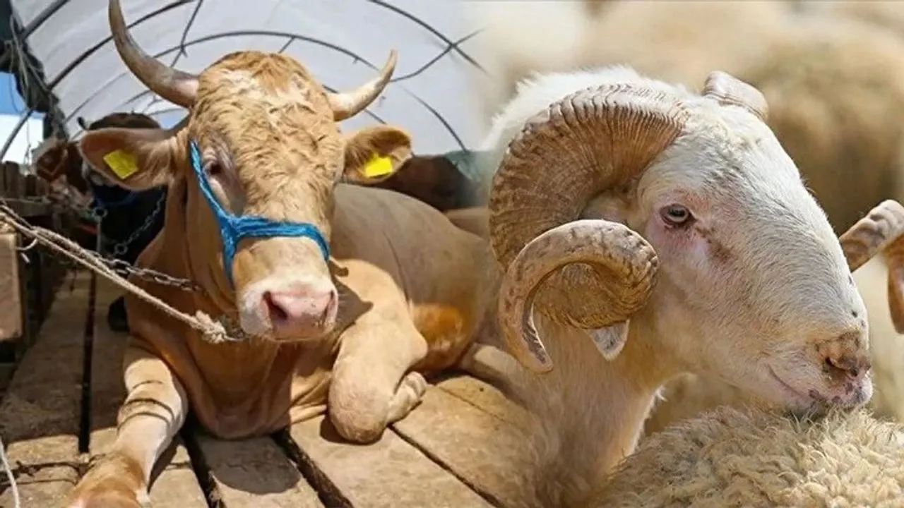 Kurbanlık Şoku! 2025’te Et Yiyebilecek Misiniz? Fiyatlar Uçuyor!