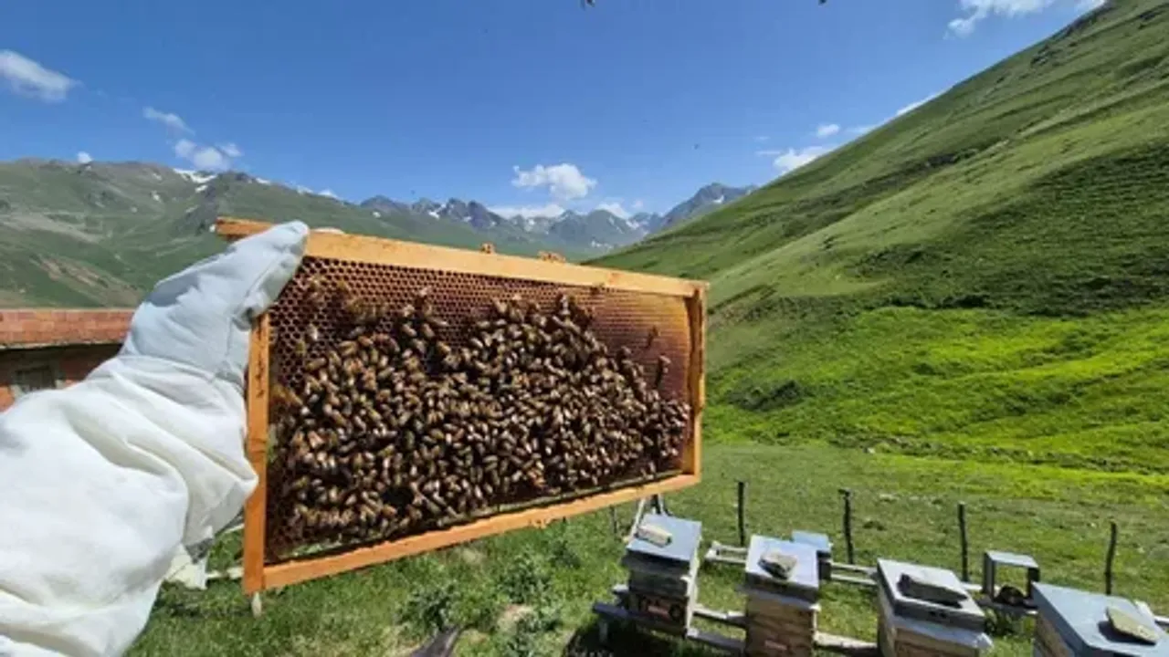 Anzer balı 2025 satış fiyatı belli oldu! İşte kilo fiyatı