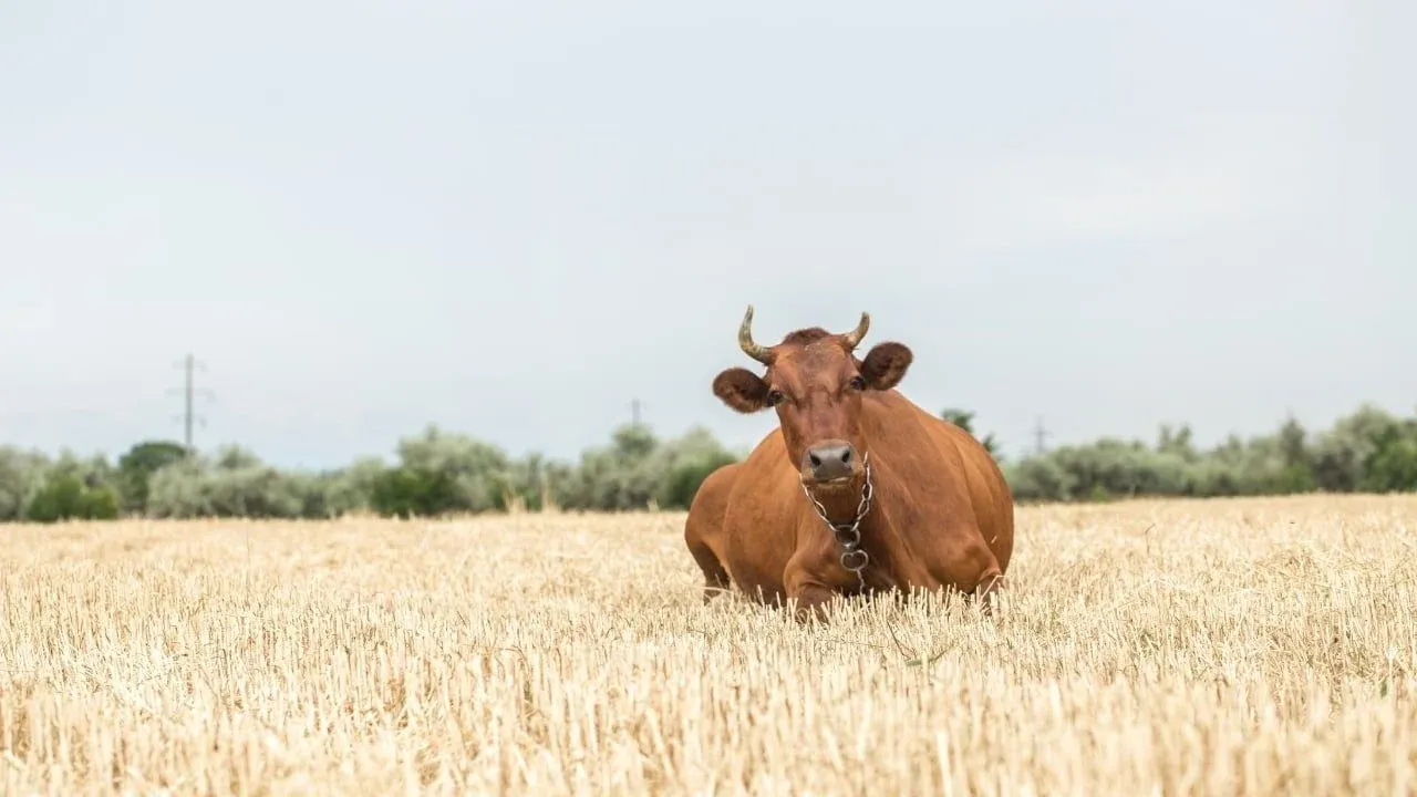 besiciye mujde tmodan hayvan basina arpa satisi basladi.webp