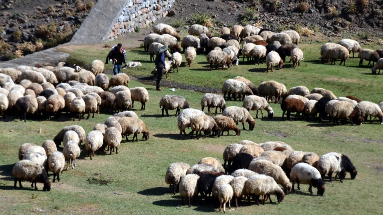 Bingöl’de Hayvanlar Bayram Edecek! Devletten Dev Hibe!