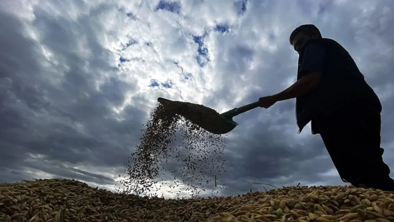 TARLALAR BAYRAM YERİNE DÖNDÜ! Çiftçiye Milyarlar AKIYOR!