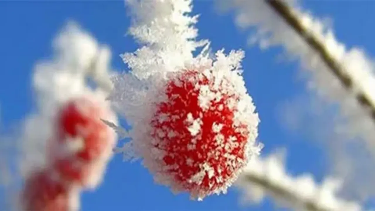 zirai don etkisi carsi ve pazarda fiyat artislarini tetikledi meyve fiyatlari yukseliyor 1.webp