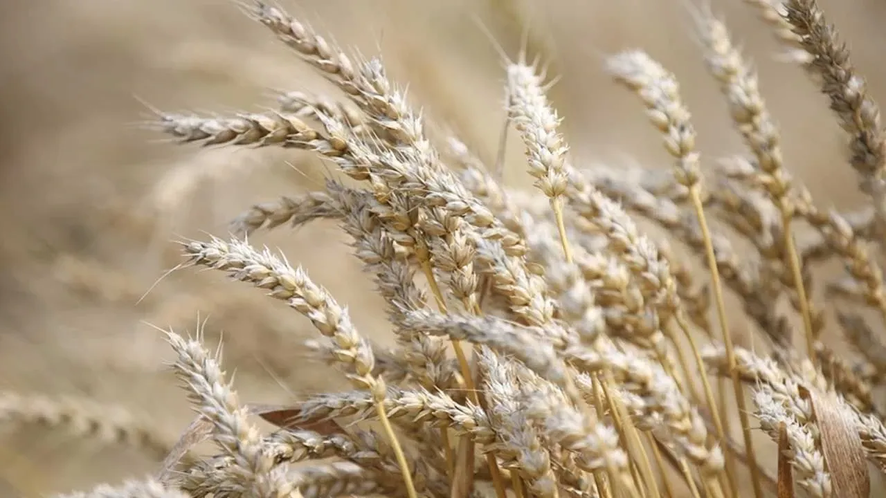 Buğday ve Arpa Fiyatları Kabusu! Çiftçi İsyan Bayrağını Açıyor!