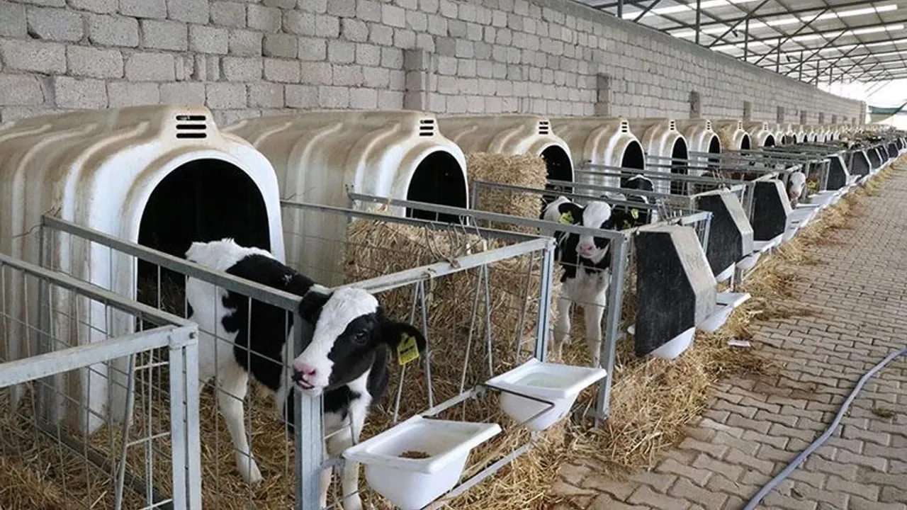 Buzağı Desteği Çilesi: Bakanlık Çiftçiyi Yine Ağlatacak Mı?