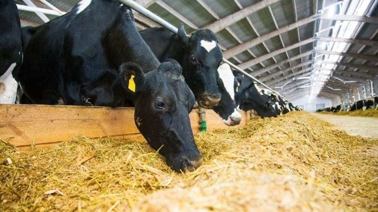 Yem Fiyatları Uçuşa Geçti! Çiftçi İsyan Bayrağını Açtı!