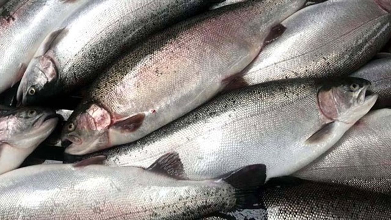 dogu karadeniz den 56 2 milyon dolarlik somon ihracati.jpg