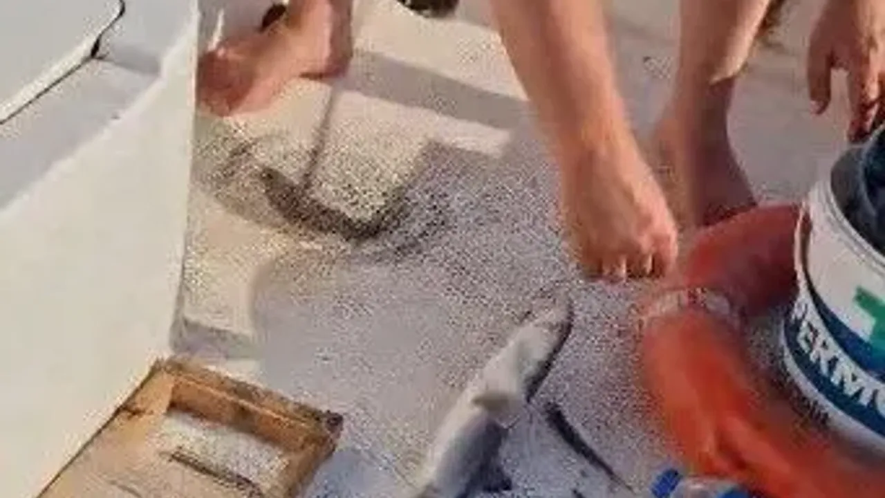 Trabzon Açıklarında Oltaya Yavru Köpekbalığı Takıldı