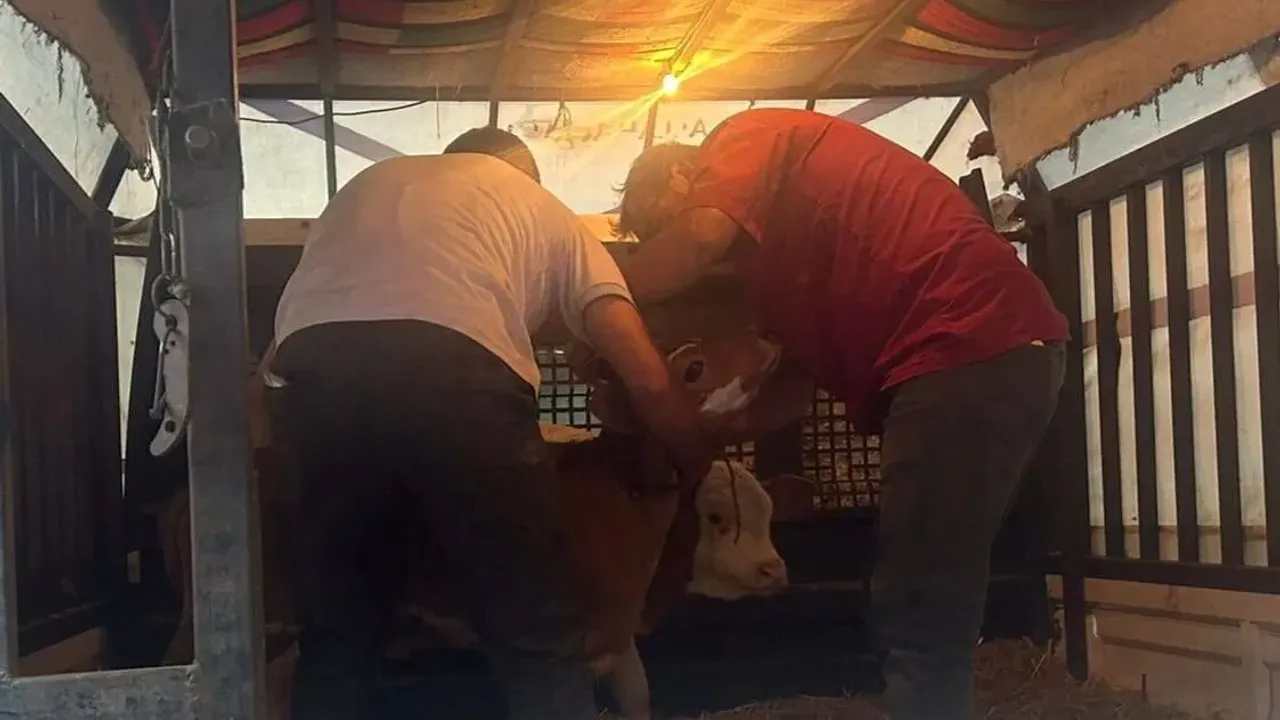 529836156 776720058080665 7899520780542170789 njpg.webp