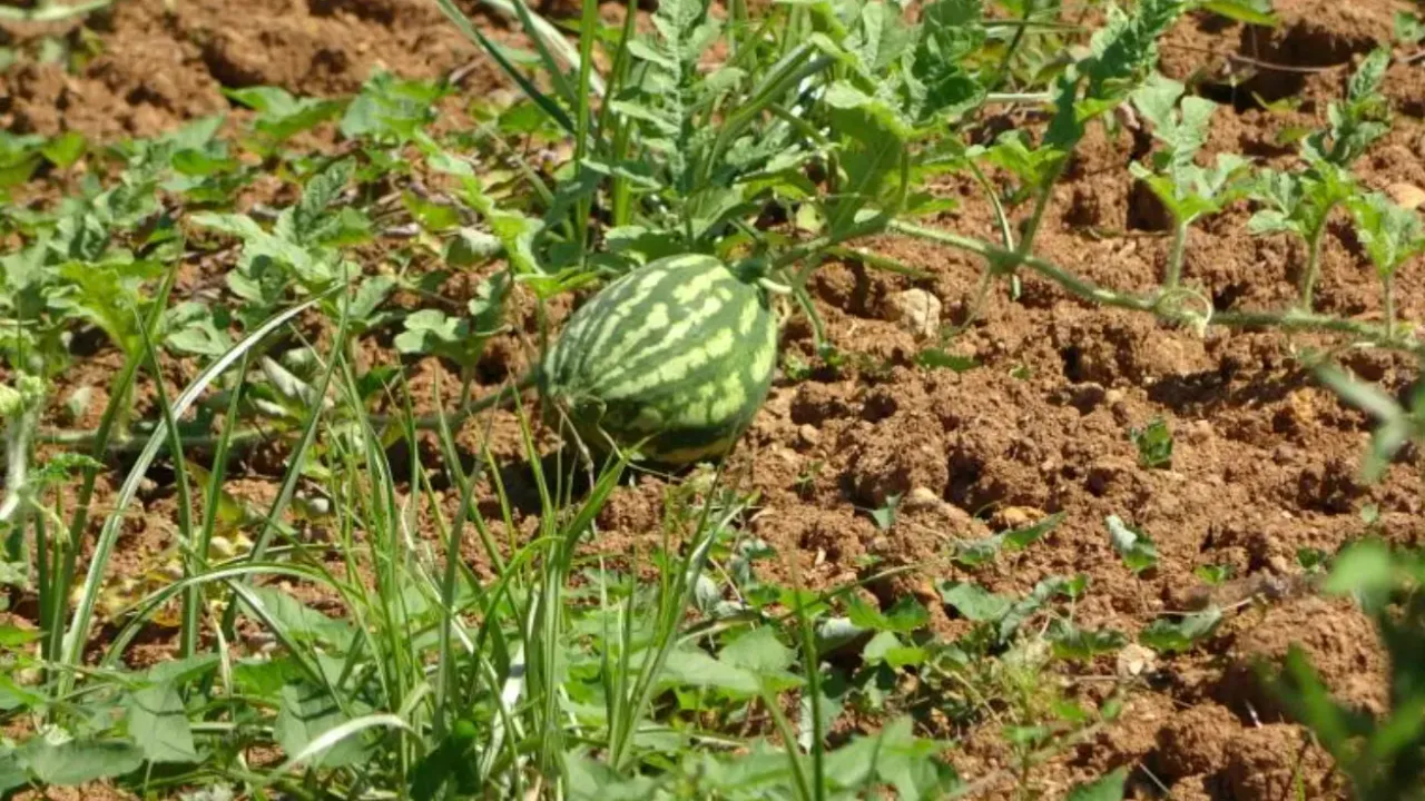 Karpuz Kabusu: Yalıncak’ta Hasat Bitti, Çiftçi Ağlıyor!