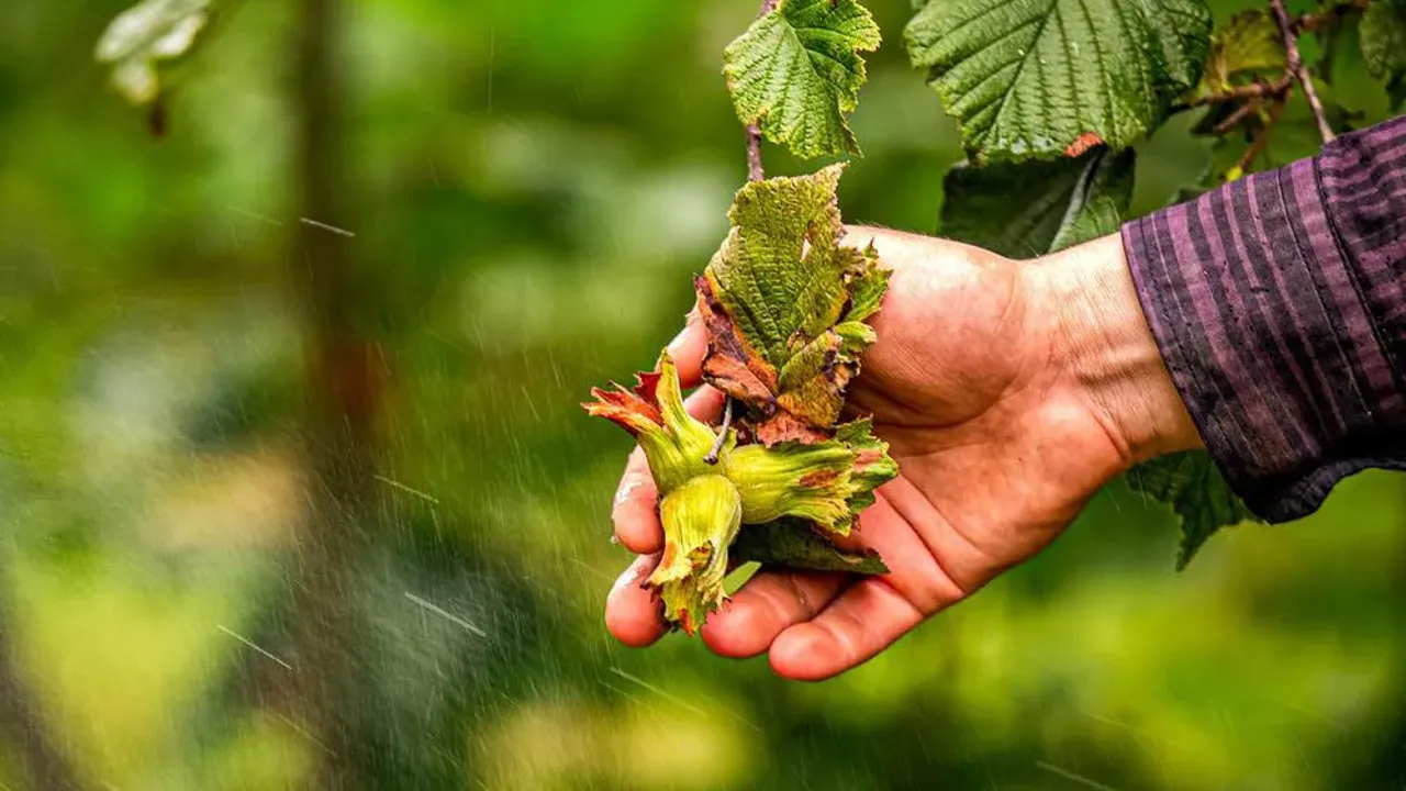 Fındık Krizi mi? Rekor İhracat Geliri Dudak Uçuklattı!