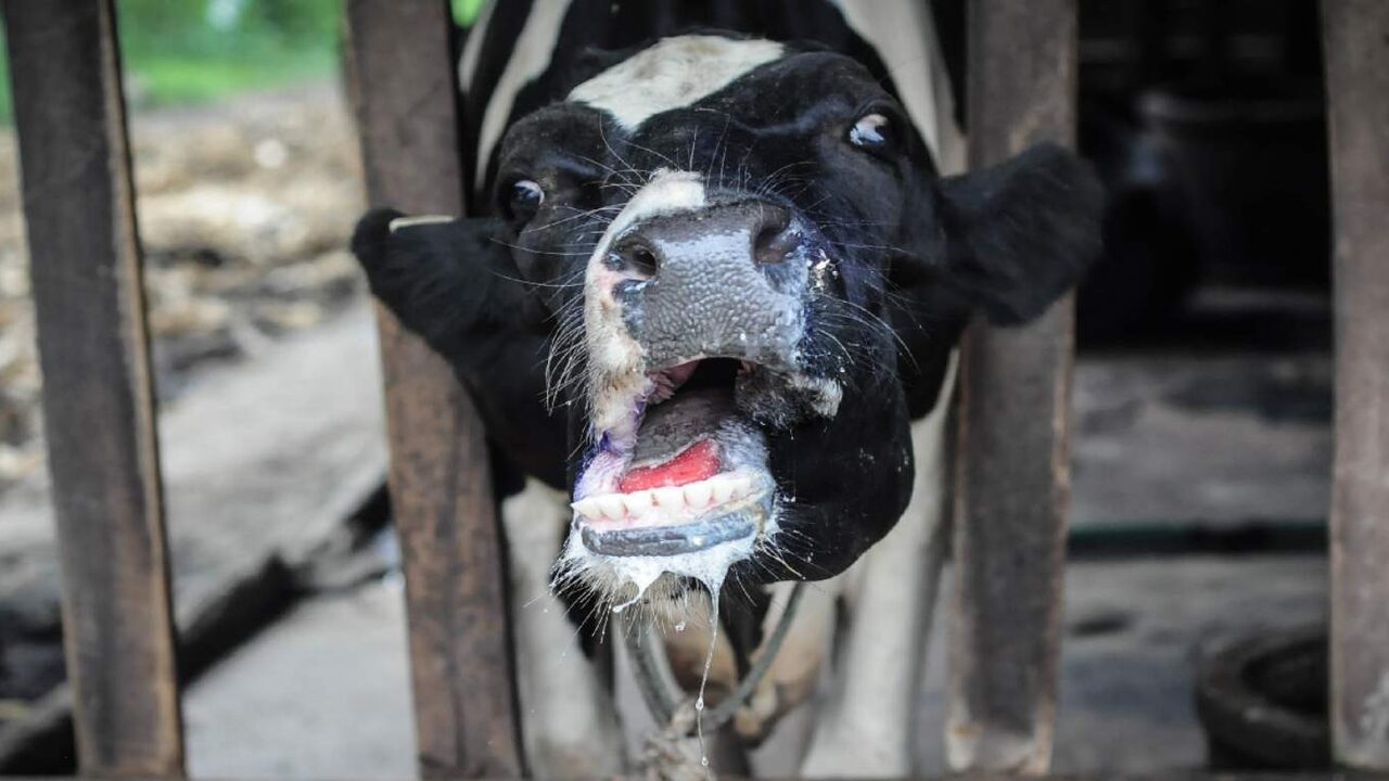 Şap Kabusu Köyleri Yuttu: Doğu’da Hayvanlar Can Çekişiyor, Çiftçi İflasta!
