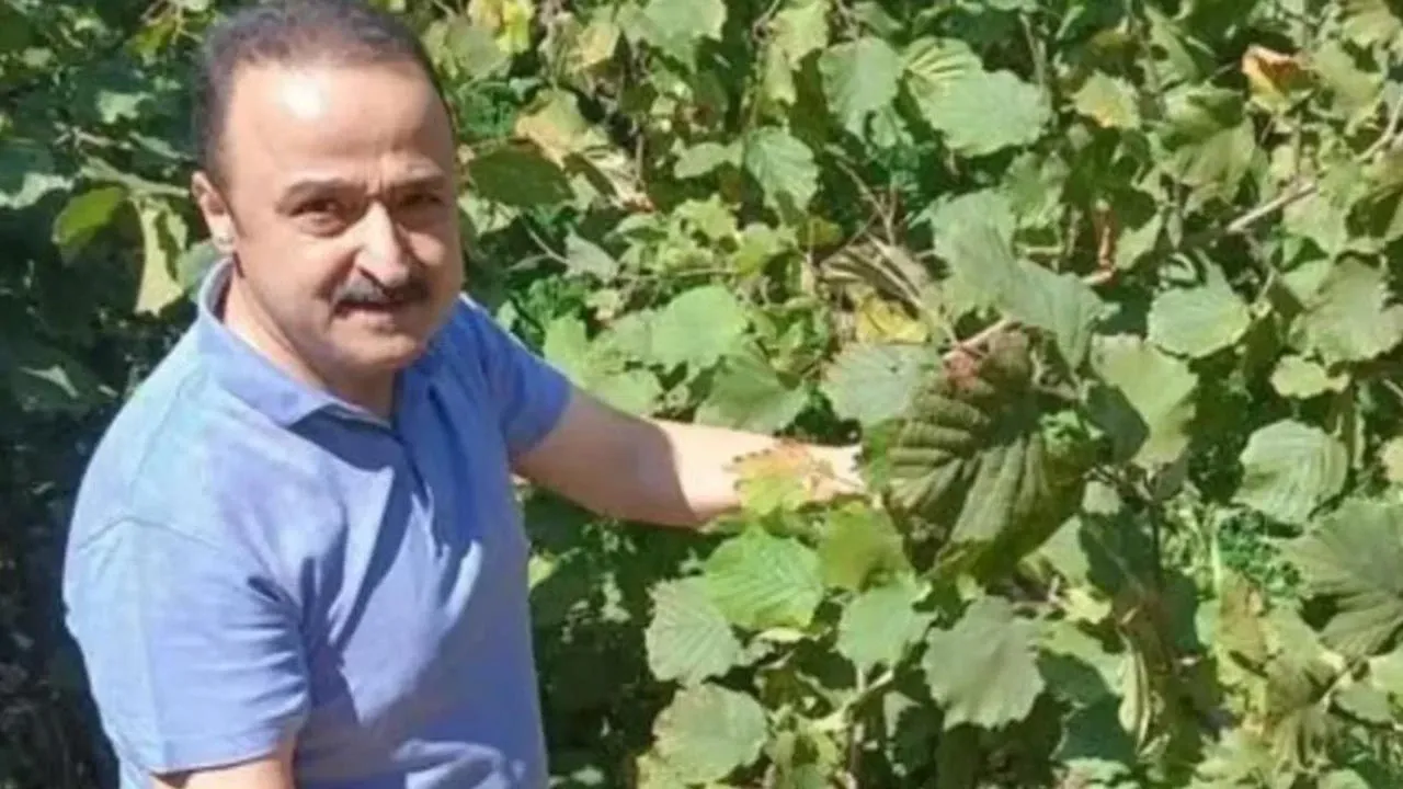 MHP’li vekil duyurdu: Fındık fiyatı 300 TL’yi aşacak