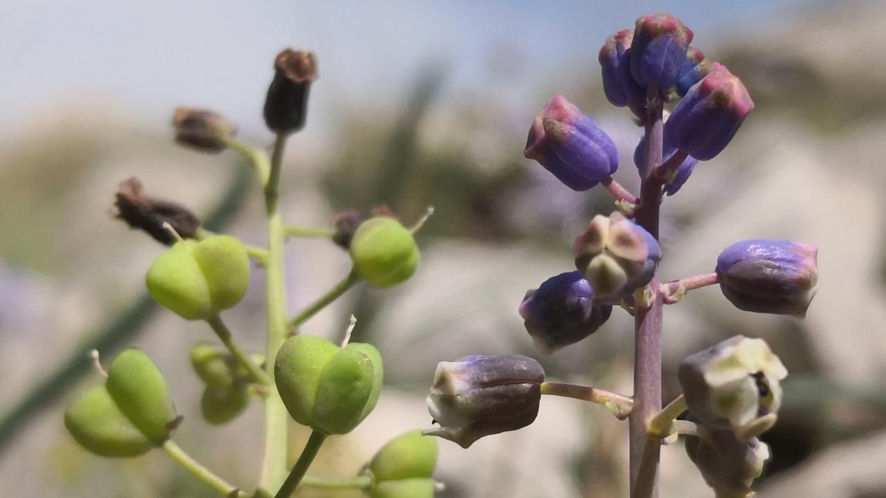 Torosların Gizemli Çiçeği: Konya Sümbülü, Şifa mı Zehir mi Saçıyor?