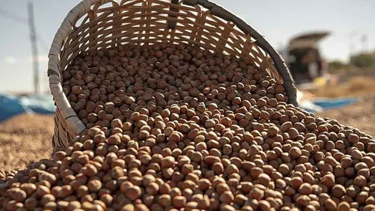 FINDIK KRİZİ: ALTIN DEĞERİNDE! FİYATLAR UÇUYOR!