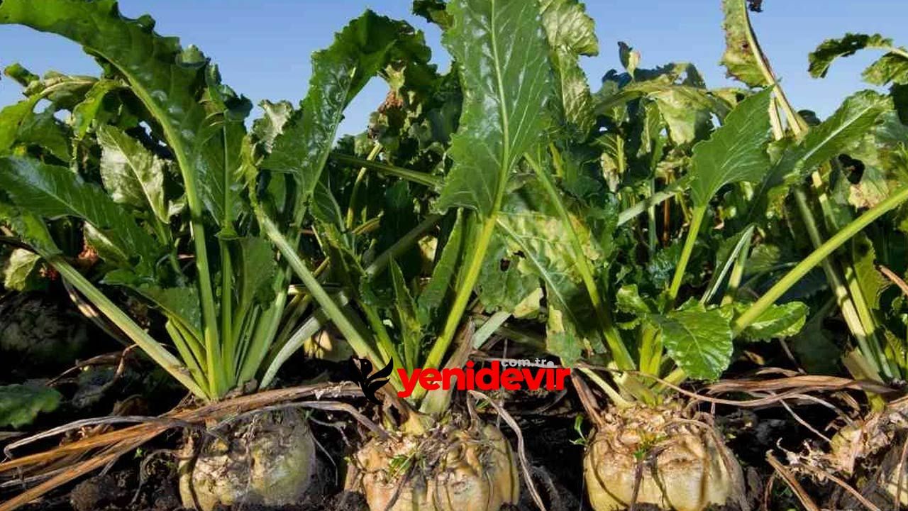 Şeker Pancarı Fiyatı Bombası: Çiftçi İsyan Bayrağını Açtı!