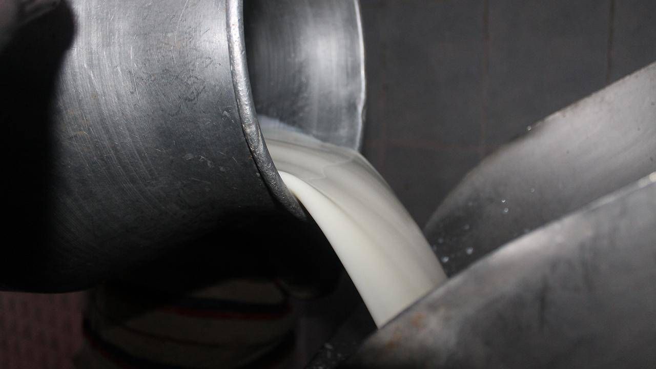 Toplanan inek sütü miktarı ekimde 895 bin 834 ton oldu