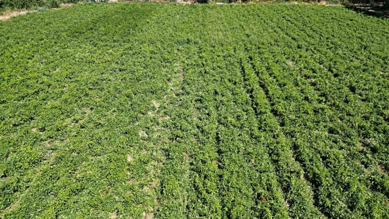 86 Yaşında Toprağa Can Veriyor: Günde 6 Ton Biber