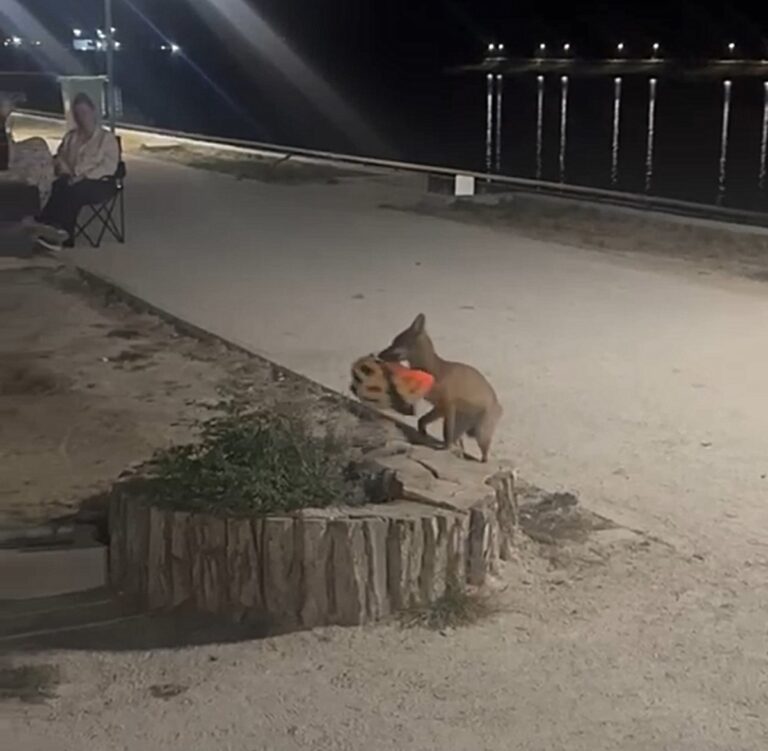 Edirne’de Şaşkınlık Yaratan Hırsızlık: Yavru Tilki Kaskı Kapıp Kaçtı Edirne'de Şaşkınlık Yaratan Hırsızlık: Yavru Tilki Kaskı Kapıp Kaçtı