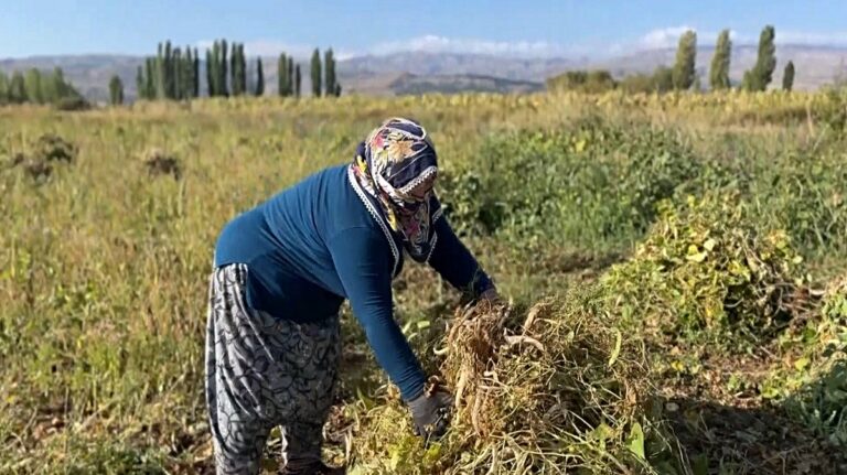 Erzincan Çayırlı'da Beyaz Altın Mesaisi Başladı
