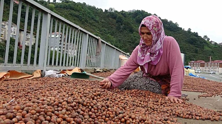 Giresun'da Fındık Üreticisi Serbest Piyasaya Sırt Çevirdi