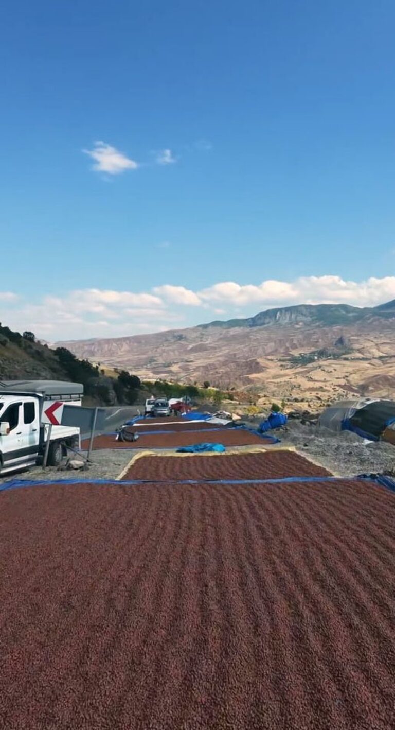 Giresunlu Üreticilerin Fındık İçin Güneş Yolculuğu