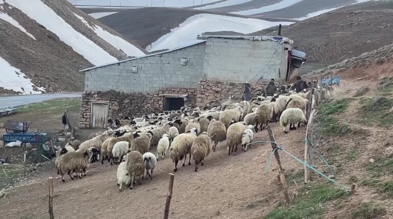 Hayvancılıkta Büyük Yükseliş: 60 Milyon Sınırı Aşıldı