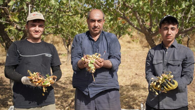 Hırsız Korkusu Fıstık Hasadını 15 Gün Hızlandırdı Hırsız Korkusu Fıstık Hasadını 15 Gün Hızlandırdı