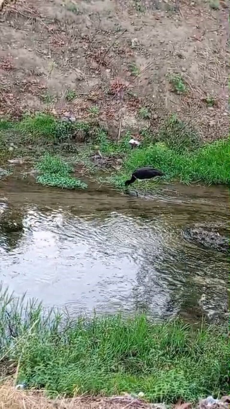 İnegöl'de Nadir Görülen Kara Leylek Görüntülendi