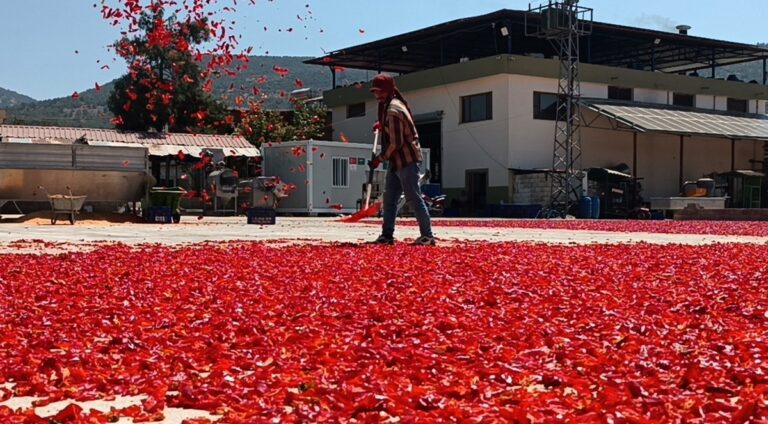 İslahiye’de Kırmızı Altın Mesaisi: 8 Bin İşçi Sahada İslahiye’de Kırmızı Altın Mesaisi: 8 Bin İşçi Sahada