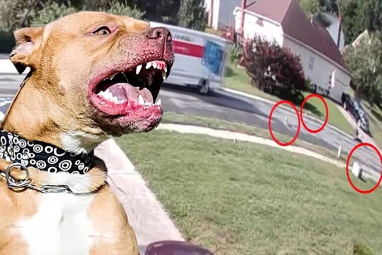 Kamyondan Düşen 7 Pitbull Çevredekileri Parçaladı