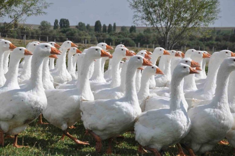 Kars Kazında Kritik Sezon: Üreticiden Sahte Ürün Uyarısı Kars Kazında Kritik Sezon: Üreticiden Sahte Ürün Uyarısı