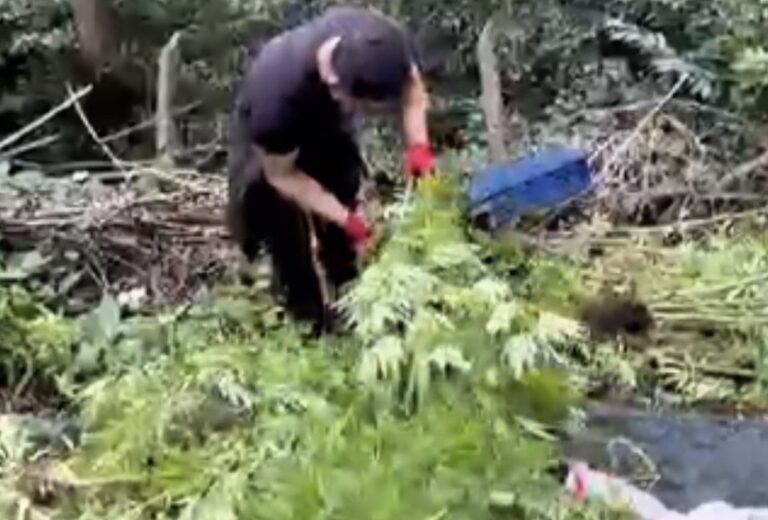 Samsun'da Jandarmadan Zehir Tacirlerine Darbe