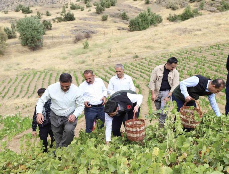 Şemdinli'de Üzüm Mesaisi: Kaymakam Tarlaya İndi