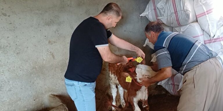 Şırnak'ta Hayvan Sağlığı İçin Kritik Hamle