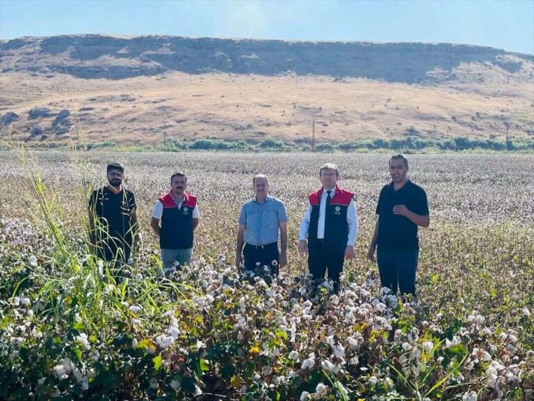 Beyaz Altın Hasadında Kaybı Önleyen Sıkı Denetim Beyaz Altın Hasadında Kaybı Önleyen Sıkı Denetim